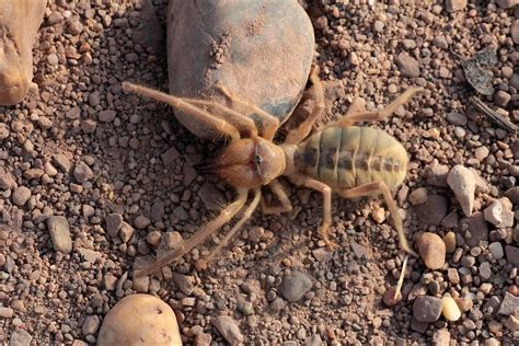 Camel Spider Insect Facts | AZ Animals