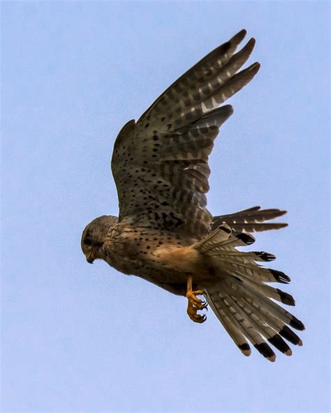 Kestrel-Hovering- • Wildlife Photography