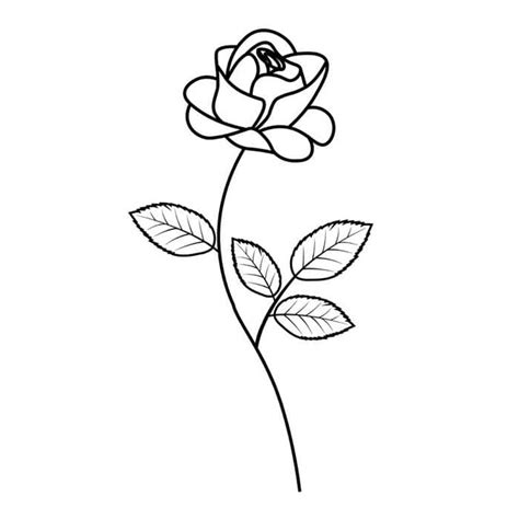 Black White Drawing Wild Rose Flower Image – VinaFrog