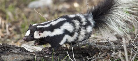 More spotted skunk species than originally thought - The Wildlife Society