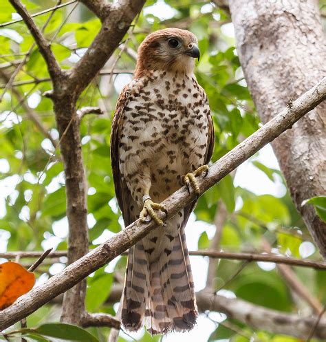 Republic of Mauritius Designates Official National Bird | The Peregrine ...