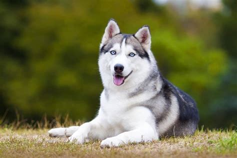 Question: Is An Alaskan Husky A Great Family Companion?