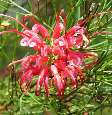 Grevillea pinaster | Australian Plants Society