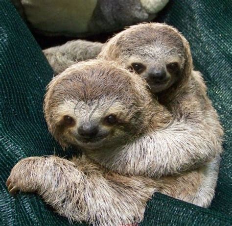 Pin by Thomas Dargan on AmazingMammalsBig&Small | Cute baby sloths ...