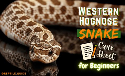 Western Hognose Snake: Care Guide Checklist for Beginners