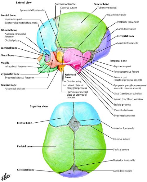 Skull Anatomy Lateral View