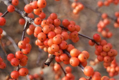 subjectiveday: Ilex verticillata, berries, and the definition of a cultivar