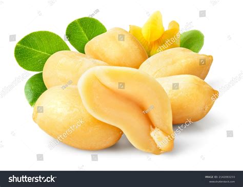 Peanut Isolated Peanuts Leaves Flower On Stock Photo 2142093233 ...