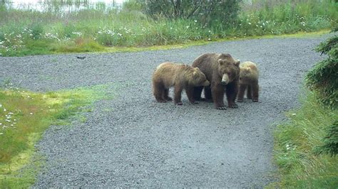 Bear Cam - live from Brooks Falls in Katmai National Park | Explore.org ...