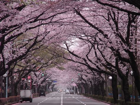 clearstreamJapan kanji for design + Japan scenery: Spring has come in ...