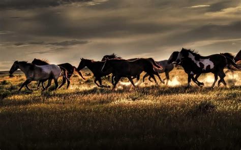 Wild Horse Backgrounds