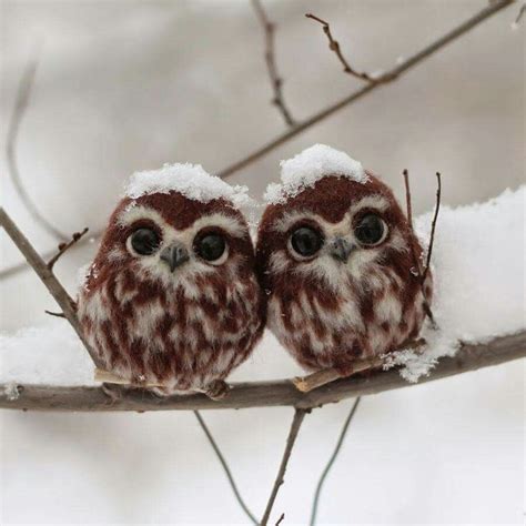 Baby owlets huddle for warmth. Funny Animals, Cute Babies, Smiling ...