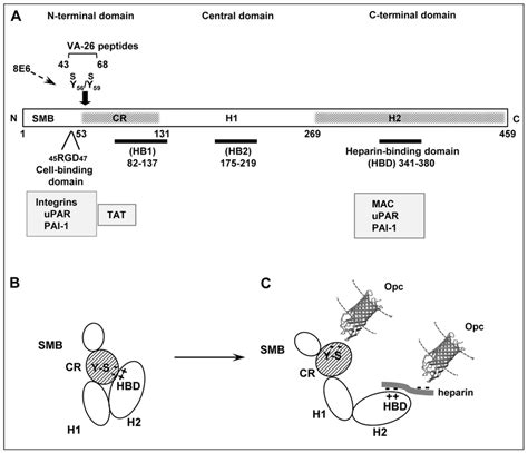 Vitronectin domain structure, conformational states and some ...