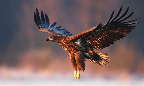 Eagle Symbolism & Meaning (+Totem, Spirit & Omens) | World Birds