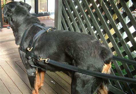 Dog Harness Carting/Drafting Leather | Petlovers NZ Ltd