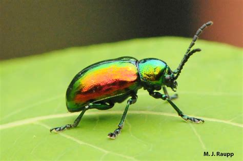 One gorgeous beetle: Dogbane leaf beetle, Chrysochus auratus — Bug of ...