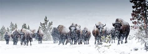 American Bison Herd stock photo. Image of ungulate, american - 18008058