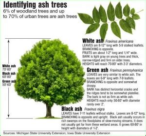 Emerald Ash Borer and Ash Tree Identification | Mauget