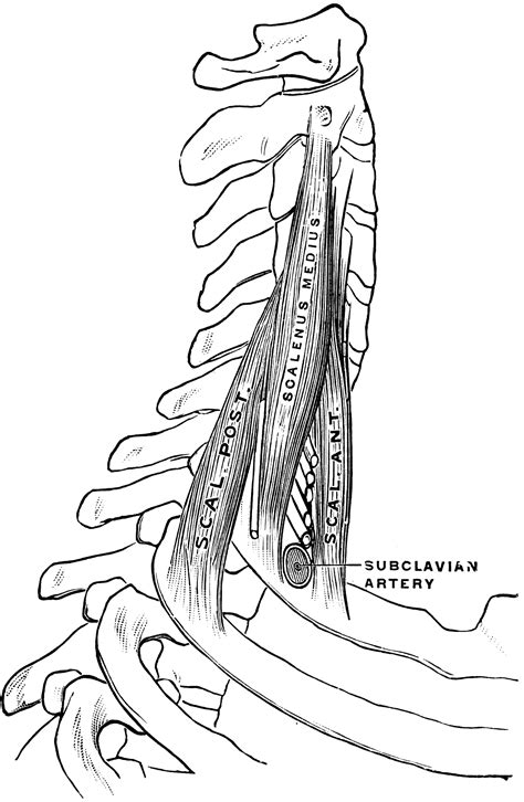 Scaleni Muscles | ClipArt ETC