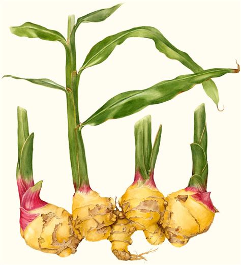 Ginger Root and Stems Print, Botanical Vegetable, Watercolor Art ...