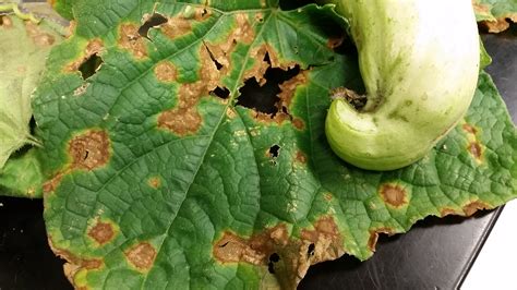 Anthracnose and Alternaria Leaf Blight in Cucurbit Crops — Plant & Pest ...