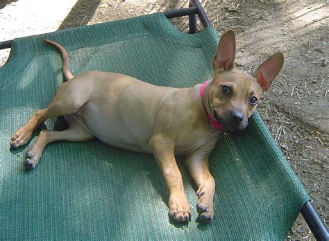 Pitbull Chihuahua Mix (A.K.A. Chipit) – Breed Info, Characteristics and ...