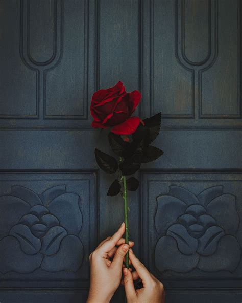 HD wallpaper: photo of person holding red rose flower, door, vintage ...