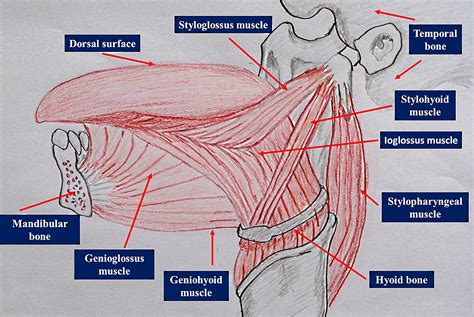 Cureus | A Missing Voice: The Lingual Complex and Osteopathic Manual ...