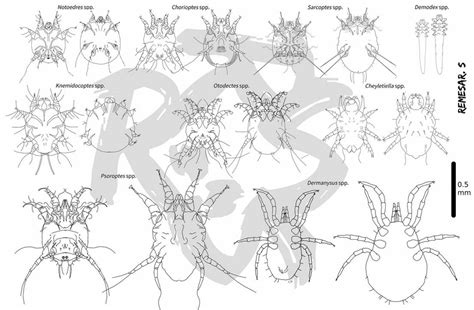 Mites (Acari) identification by RemesarIllustration on DeviantArt