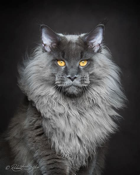 Maine Coon Cats Photographed As Majestic Mythical Beasts | DeMilked