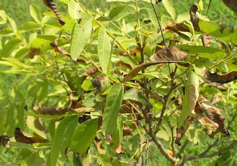 Pecan | Diseases and Pests, Description, Uses, Propagation