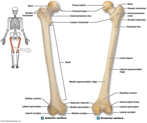 Bone markings on the right femur. | Anatomy bones, Human skeleton ...