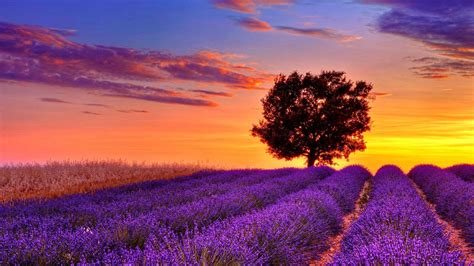 lavender-flower-field-sunset-high-resolution-wallpaper-for-desktop ...