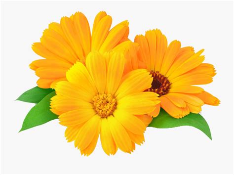 Marigold Clip Art , Free Transparent Clipart - ClipartKey