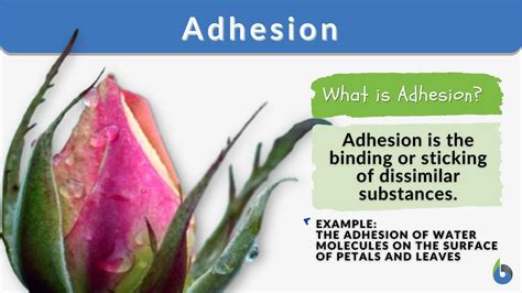 Cohesion And Adhesion In Plants