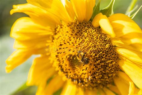 Bee on blooming sunflower stock image. Image of leaf - 254763557