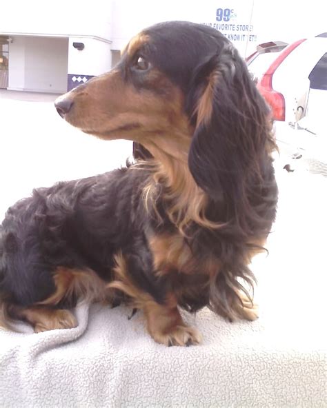 Long Haired Dapple Dachshund | Galhairs