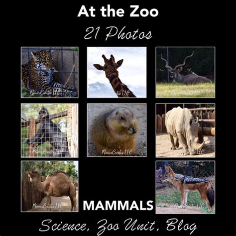 Stock Photos - Mammals at the Zoo - Amped Up Learning