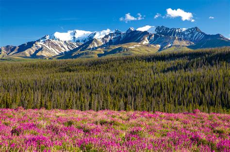 ***Summer (Yukon) by Henry Zhou on 500px | Yukon wilderness, Yukon, Scenery