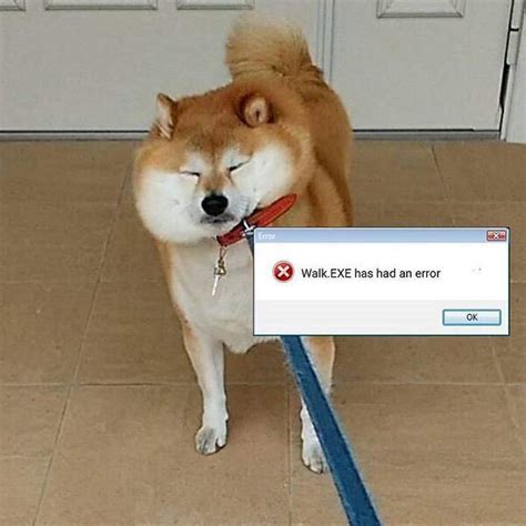 Shiba Inu | Dank Memes Amino