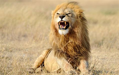 Is lion hunting sustainable? - Africa Geographic