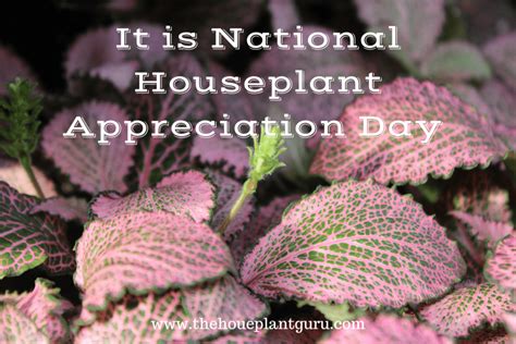 It's National Houseplant Appreciation Day! - The Houseplant Guru