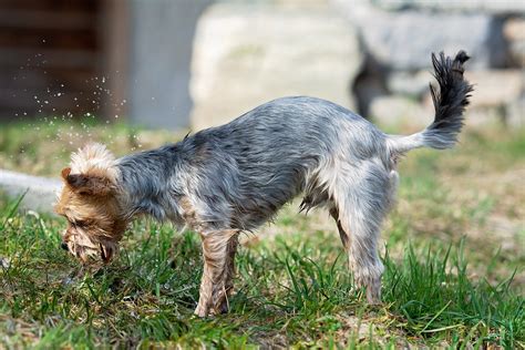 Dog Water Play - Free photo on Pixabay