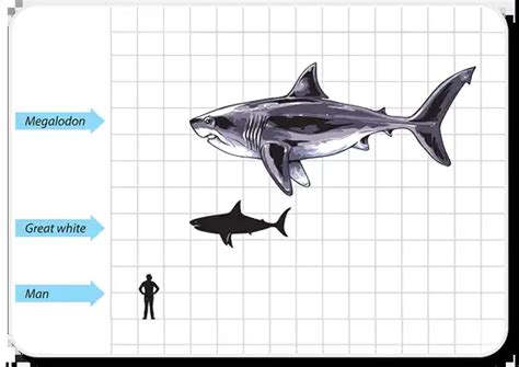 Megalodon Shark Facts: Habitat, Hunting Behavior, The Extinction, Diet