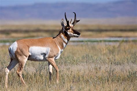 Pronghorn Antelope Information, Facts, and Photos - American Expedition