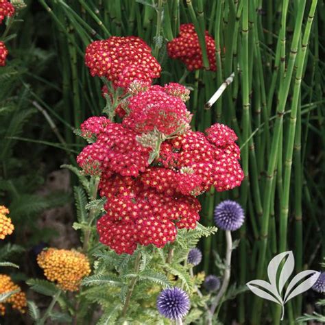 Achillea Achillea millefolium 'Red Velvet' Red Velvet Yarrow from ...