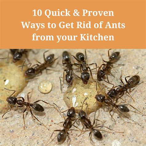 Get Rid Of Ants In Kitchen Vinegar | Besto Blog