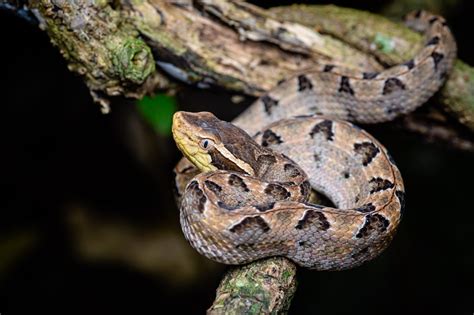 Malayan pit viper (Calloselasma rhodostoma)