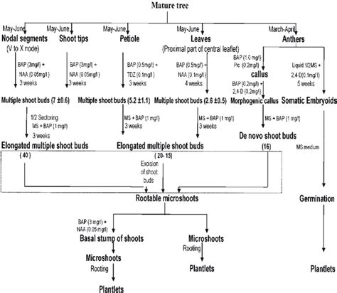 2. Outline of in vitro micropropagation of Crataeva adansonii ...