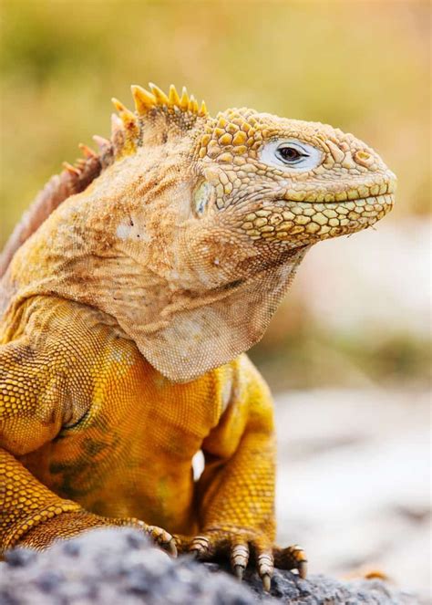 15 Galapagos Land Iguana Facts (Learn about 3 Species of Conolophus ...